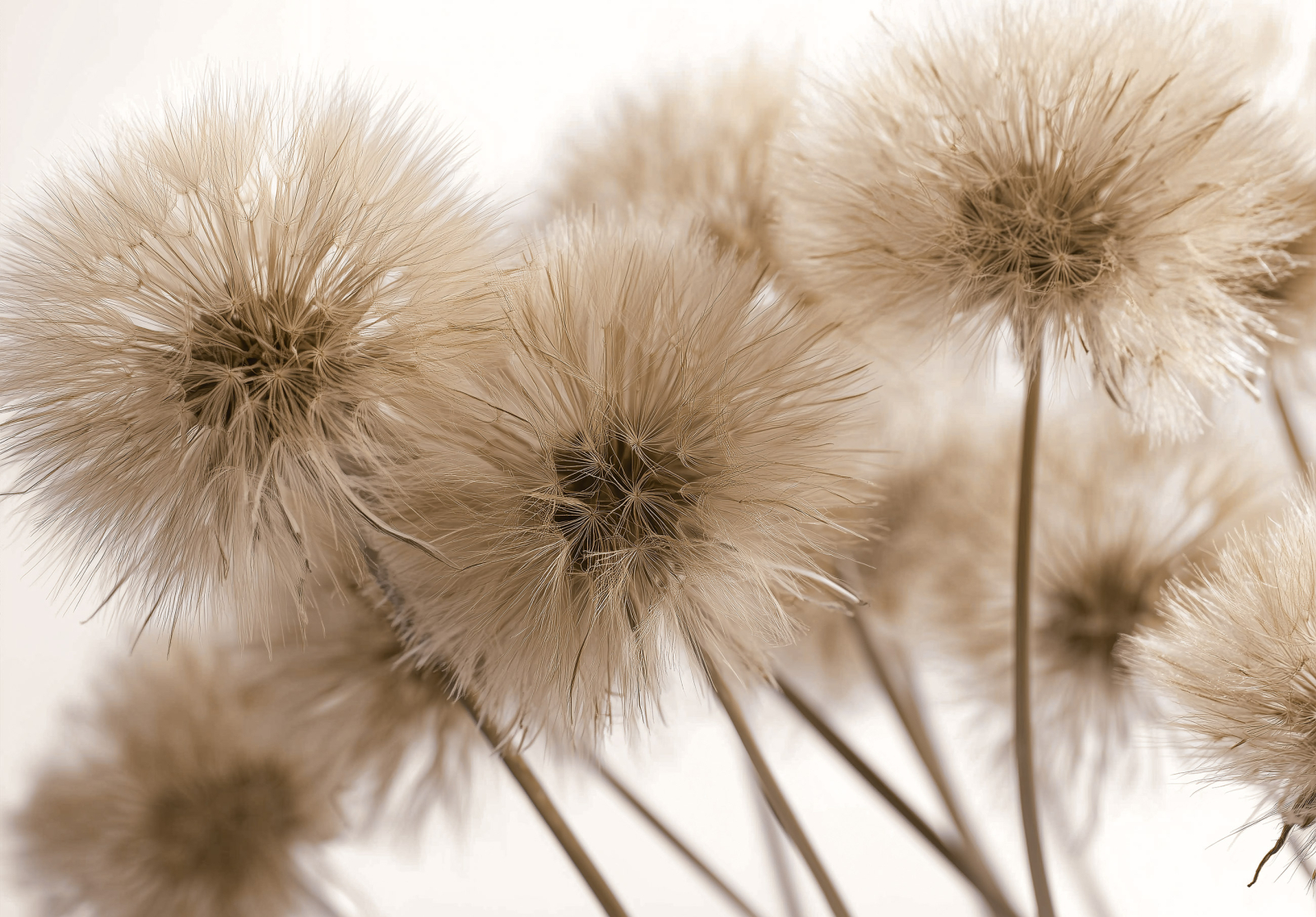 Фототапет Пухкави треви в бежови нюанси – нежна натурална естетика