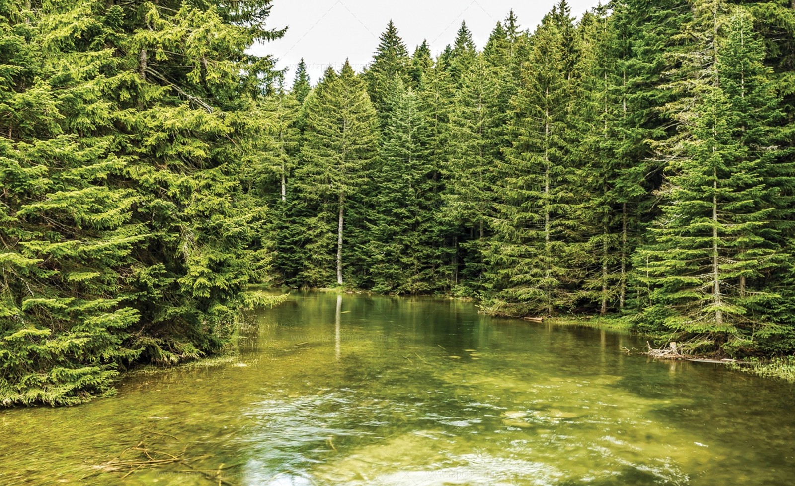 Фототапет Езеро в гората