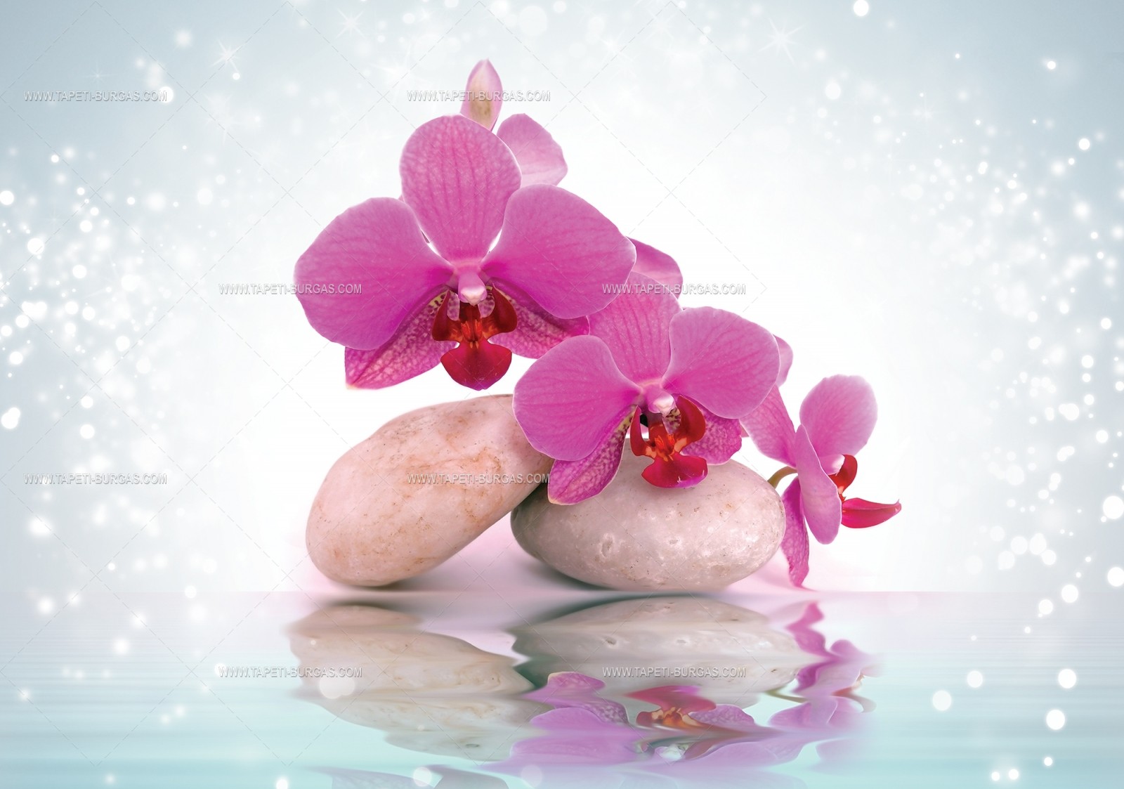 Фототапет Орхидеи виолет