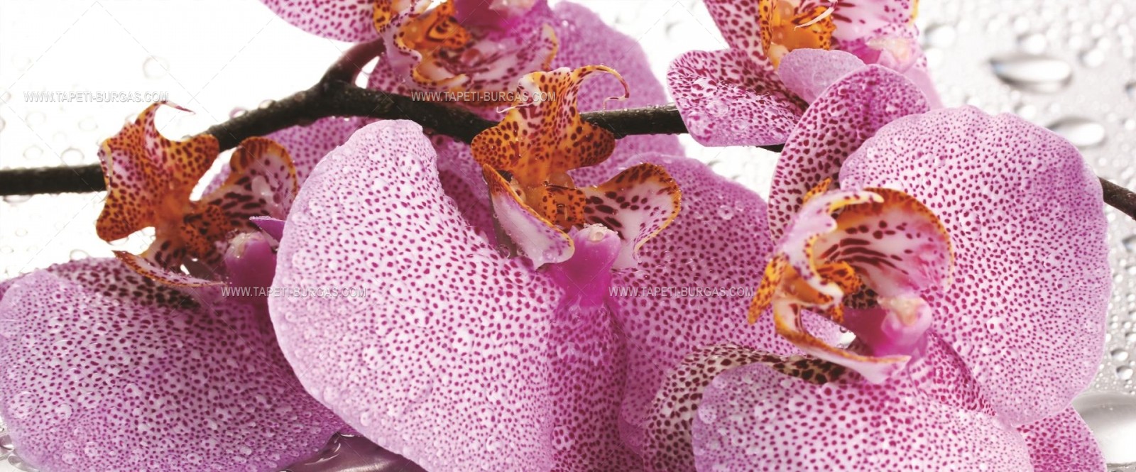 Флис Фототапет Орхидея голяма розова- панорамен