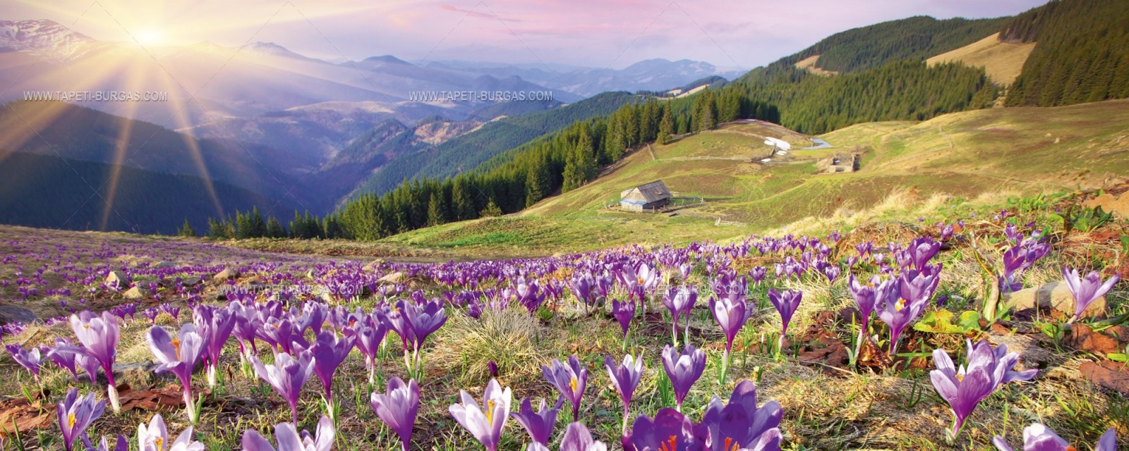 Фототапет Минзухари високо в планината панорама