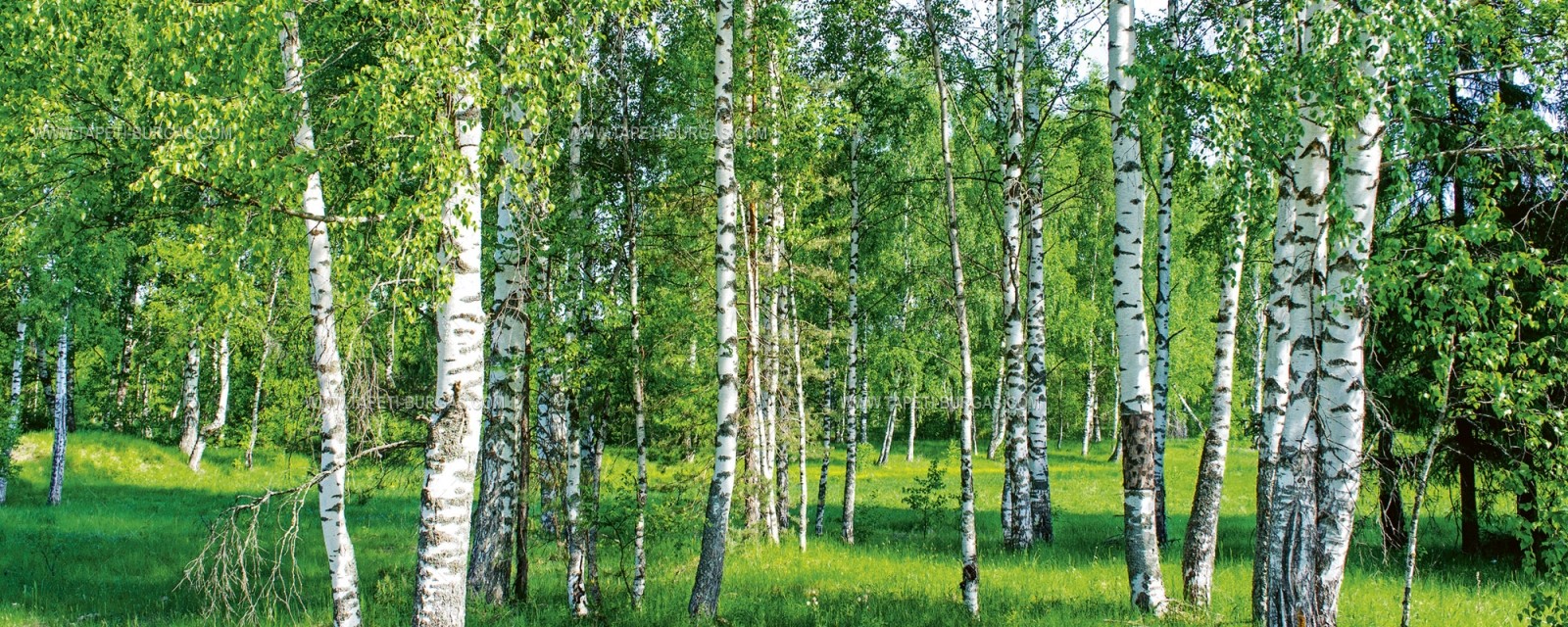 Фототапет Слънчева брезова гора – панорама