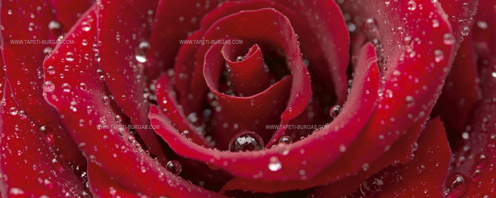 Флис Фототапет DIMEX Червена роза панорама