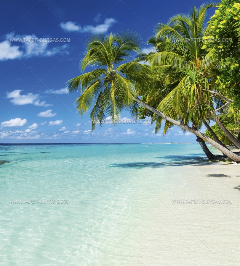 Фототапет тропически плаж с палми и лазурна вода