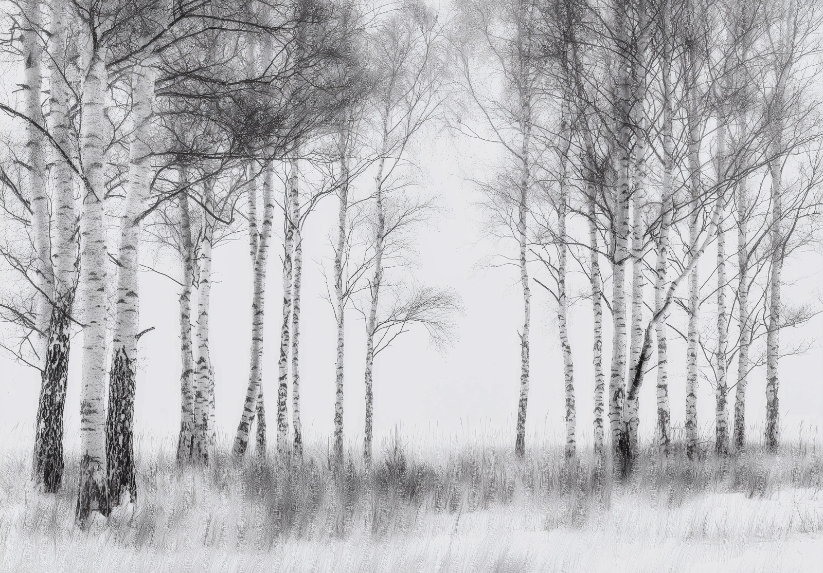 Фототапет Брезова гора, художествен стил