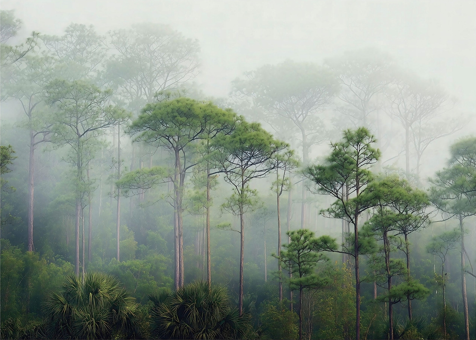 Флис Фототапет   Гора, мъгла, акварел