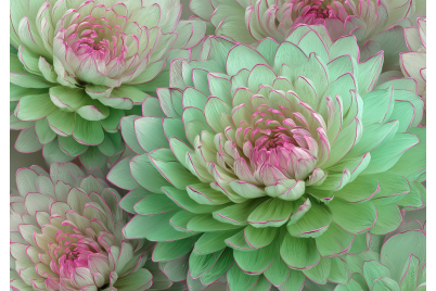 Фототапет Зелени божури със розов контур – декоративен стил