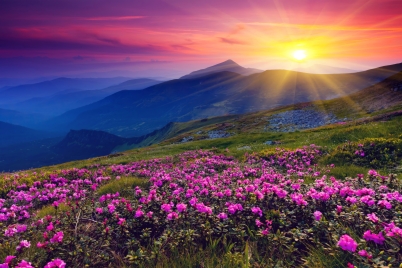 Фототапет Планински залез с цветя