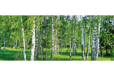Фототапет Слънчева брезова гора – панорама
