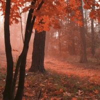 Фототапет от галерия