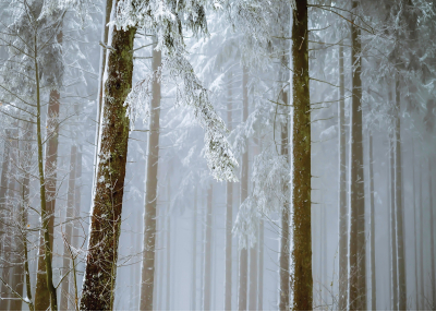 Флис Фототапет Иглолистна гора