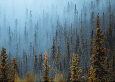 Флис Фототапет Иглолистна гора