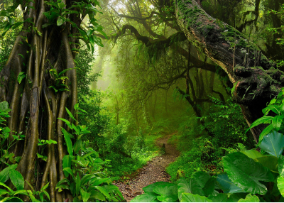 Фототапет Пътека в тропическа джунгла 