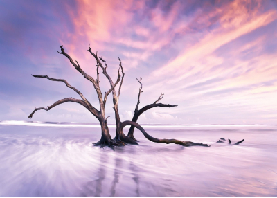 Фототапет Самотно дърво в морето