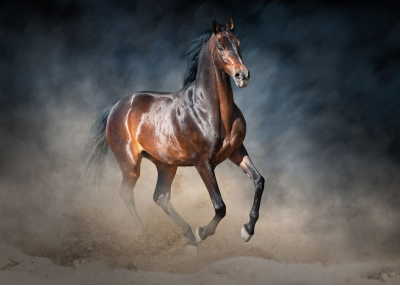 Флис Фототапет Жребец