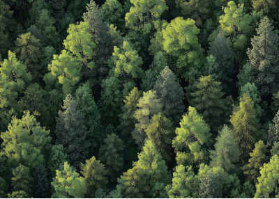 Флис Фототапет Иглолистна гора, поглед от високо, акварел