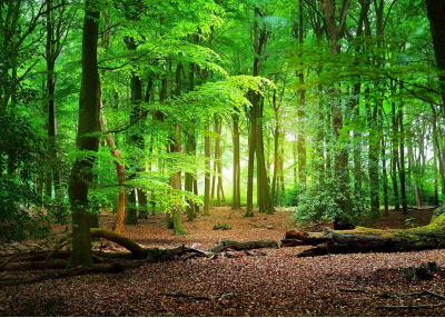 Фототапет от галерия