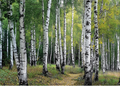 КОЛЕКЦИЯ Брезови гори акварел