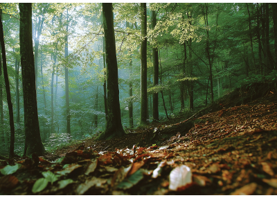 Фототапет Слънчева горска светлина
