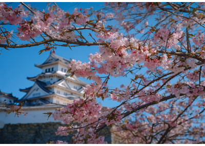 Флис Фототапет  Замъка Химеджи (Himeji Castle), Япония през пролетта 