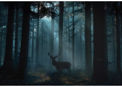 Флис Фототапет Благороден елен в мъглива гора, през която проникват слънчеви лъчи